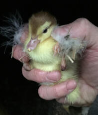 Day old Chocolate Magpie Muscovy duckling