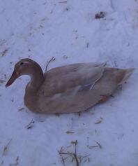 Duck laying in Snow
