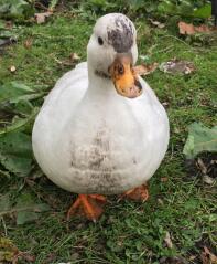 Gardening Call duck -Ethel