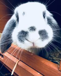 Cute little dwarf lop so friendly and loving.