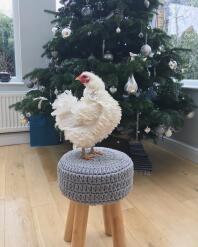 Christmas Lilly the frizzle! Even tho she has a lovely warm Eglu she likes to come inside whenever she gets the chance! 