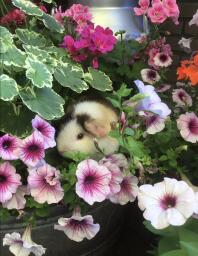 A guinea pig hiding in a flower bed.