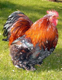 A cochin huhner chicken with beautiful feathers on a lawn