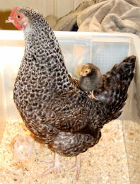 Rose - Speckledy hen