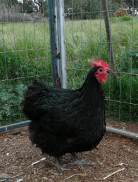 Karate hen