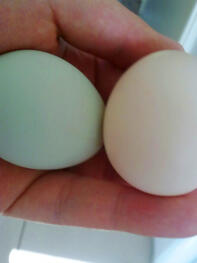 2 eggs held in hand