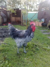 Chicken in garden