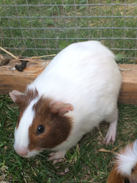 Parsnip the Agouti