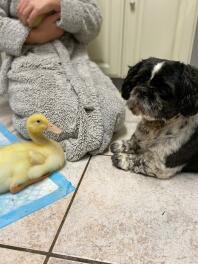 One dog and his duck 