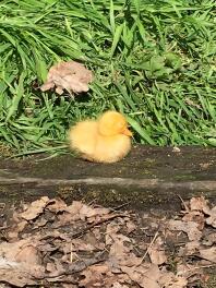 Sunbathing Call duckling 