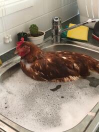 Rusty having a bath.