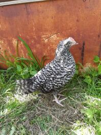 A dominque chicken standing against a wall.