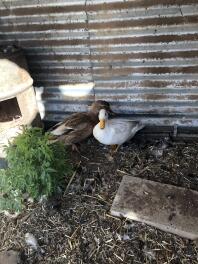 A brown and a white duck stood in a garden
