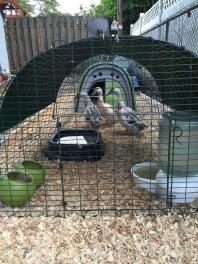 My Welsh Harlequin ducks in their Eglu run - closer view