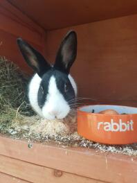 Rabbit in hutch