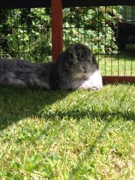 Freddie enjoying the sun!