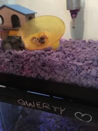 Hamster qwerty adjusting to his new home!