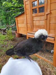 Chicken in front of wooden chicken coop