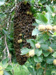 swarm hanging in tree