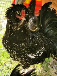 Houdan bantam cockerel