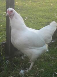 ixworth hen