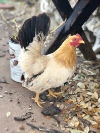 Black tailed buff bantam