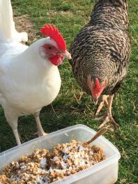 My beautiful white hen - she lays the most enormous eggs for her little size!