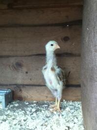 black red malay chick