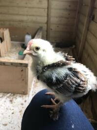 So sweet! 2.5 weeks old. Wheaten Marans, cockerel by the look of the comb and black in the feathers (I’m guessing)