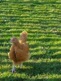 Buff Orpington Chick free ranging