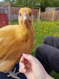 Curious Buff Orpington