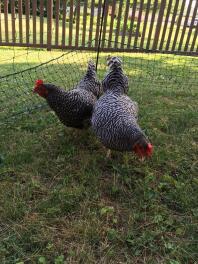 Two barred rocks, Georgia and Miss Pepper Pot, enjoying free range.