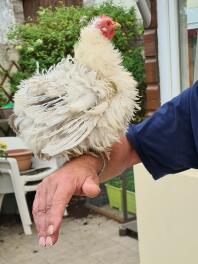 Chicken sitting on hand