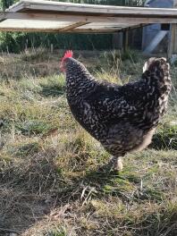 Chicken in garden