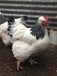 light sussex pullet