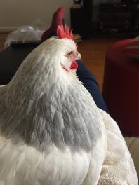 Lavender loves watching tv
