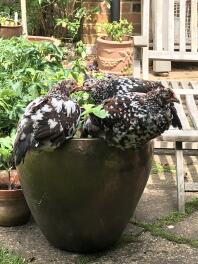Speckled Sussex pullets loving strawberries