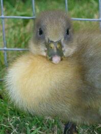 very cute swedish blue duckling 