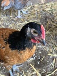 Eight week old Vorwerk Cockerel