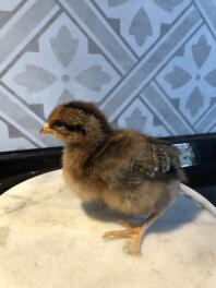 1 week old Welsummer chick