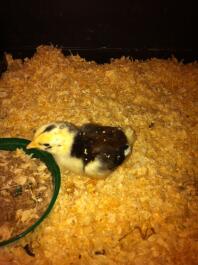 ancona chick 1 week old