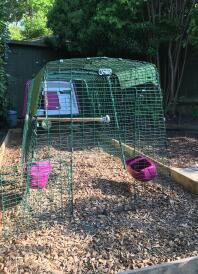 Hardwood chippings in the run - the girls love a good dig!