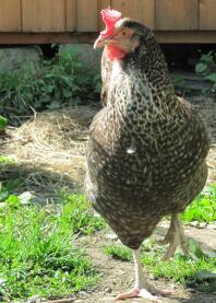 Chicken in garden