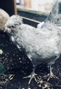 Lavender Araucana 