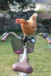 Chicken on 2 wheels