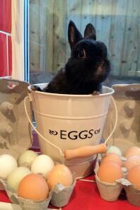 George guarding his friends eggs! He loves his chicken friends even if they don't want to play with him and ignore him! 