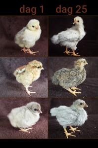 Chick growth