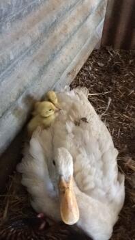 Indian Runner hen with her ducklings