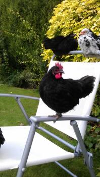 cheeky chickens