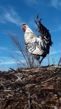 Silver Appenzeller spitzhauben 